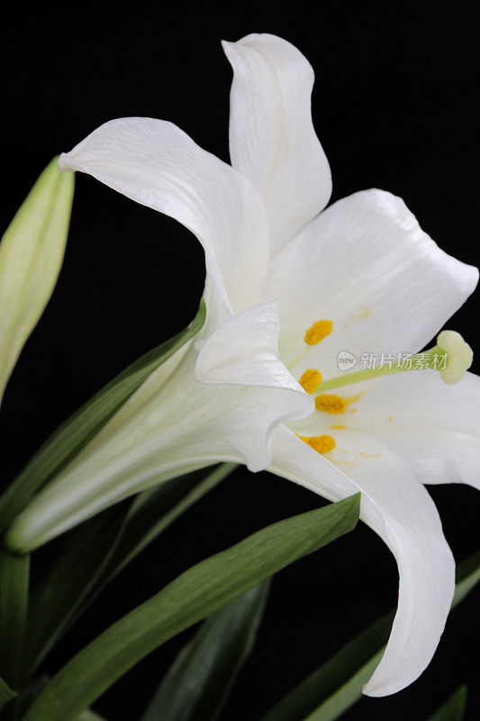 百合复活节婚礼花开花