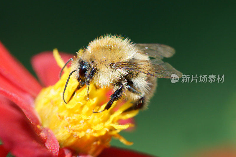 大黄蜂在大丽花上