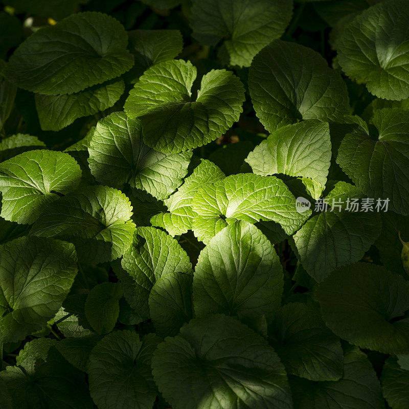 绿叶的细节