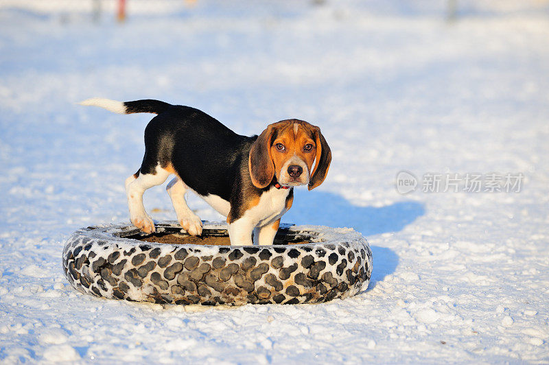 小猎犬在雪地里玩轮胎