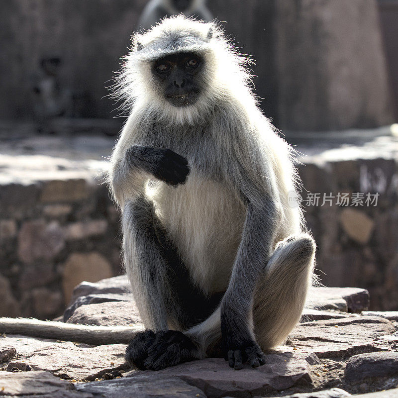 灰叶猴，印度