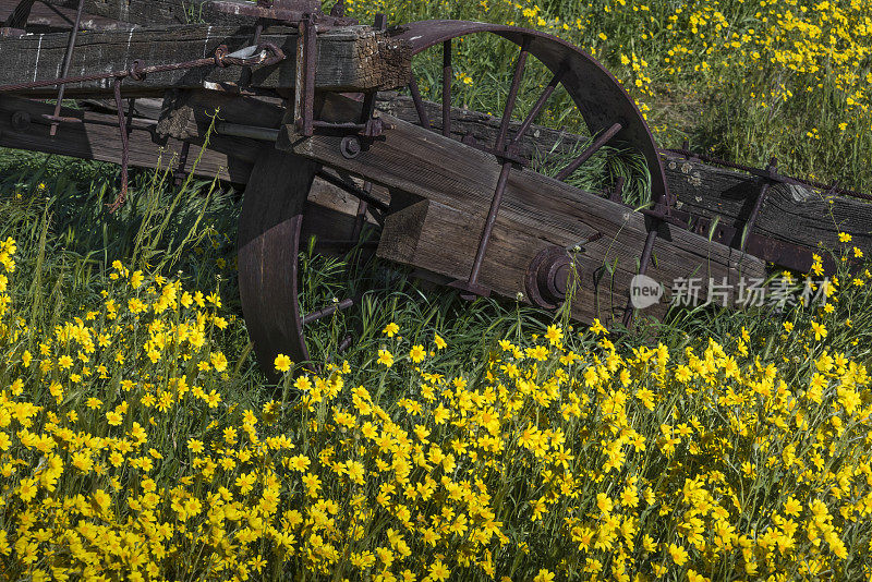 卡里佐纪念碑雏菊和一个旧农具的细节