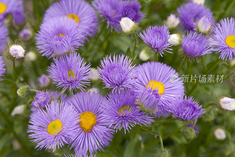 紫花植物野外特写