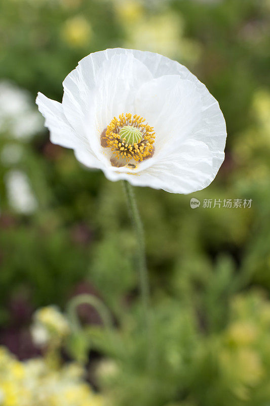 白色的罂粟花