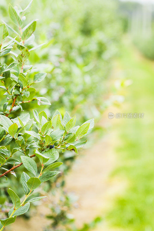 浆果农场里成熟的蓝莓。有选择性的重点