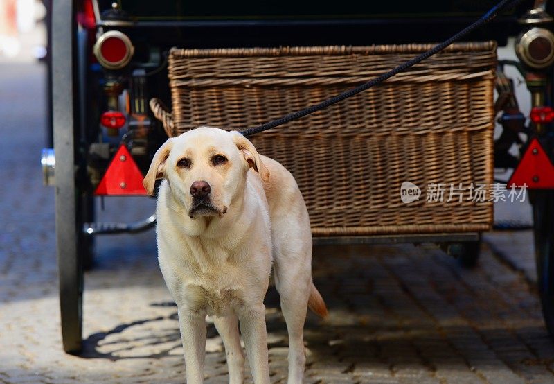 拉布拉多寻回犬