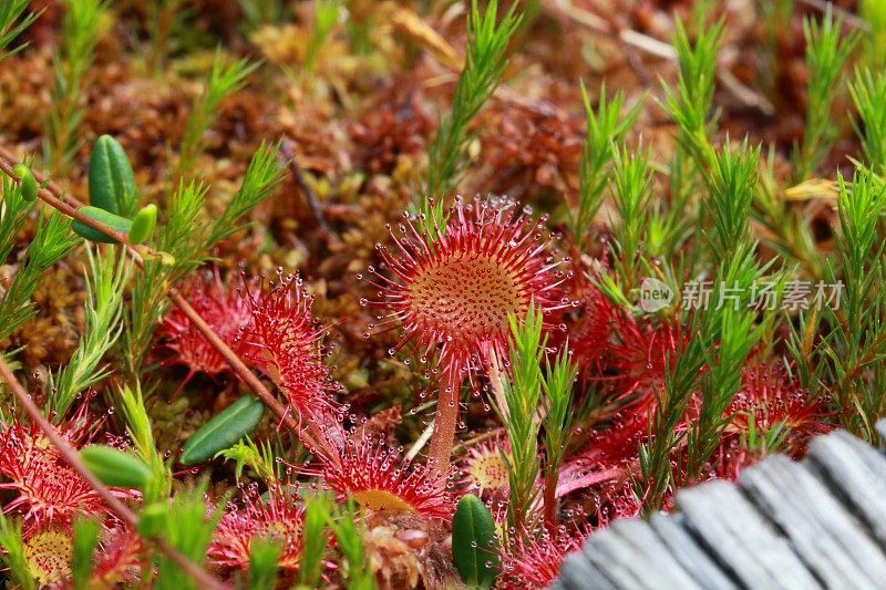 毛毡苔(Drosera食肉植物)