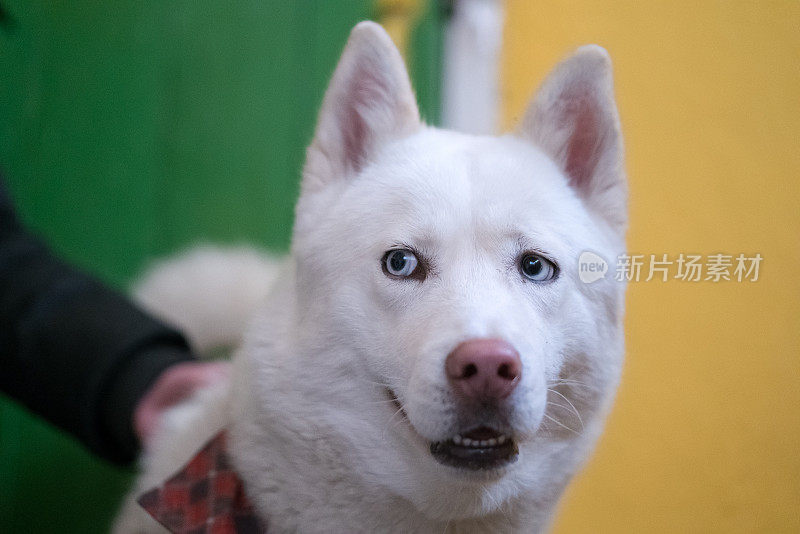 白色的西伯利亚雪橇犬