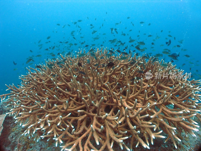 鹿角珊瑚和珊瑚礁鱼
