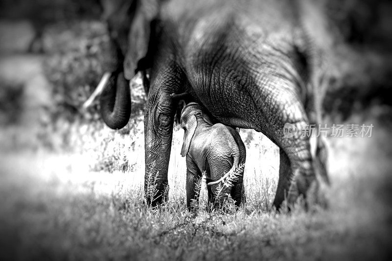 坦桑尼亚塔兰吉尔国家公园，非洲象妈妈和小象在大草原上行走