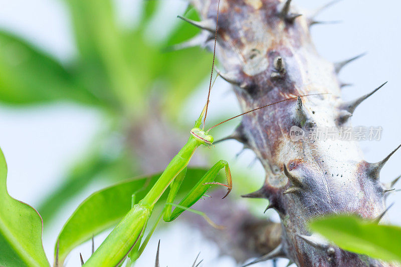 绿色的蚱蜢，侧视图，挂在荆棘树冠上的树枝上，背景是白色的。