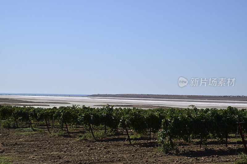 盐湖附近的葡萄园。葡萄种植景观