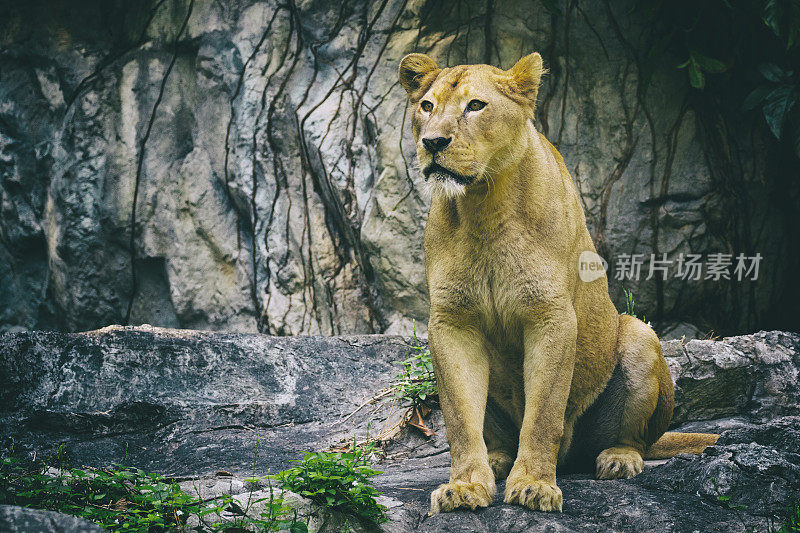 自然背景上的雌狮子图像。野生动物。