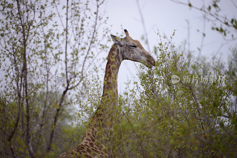 长颈鹿，克鲁格国家公园，南非