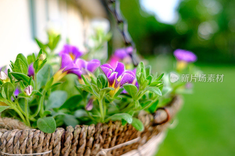在自制的挂篮中，可以看到新鲜准备的夏季鲜花。