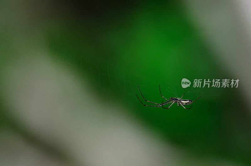 小蜘蛛和绿色