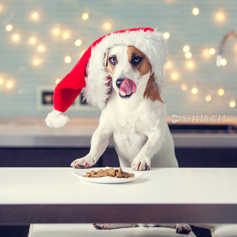 狗戴着圣诞帽吃食物