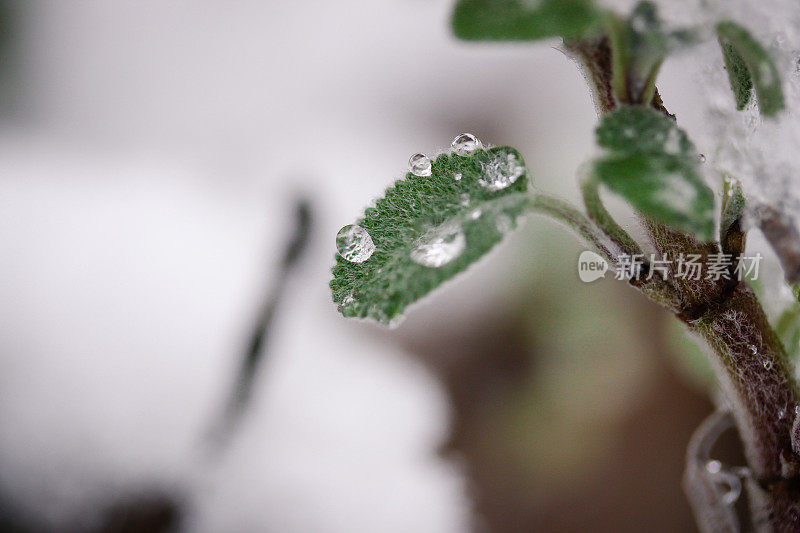 植物上的雪晶