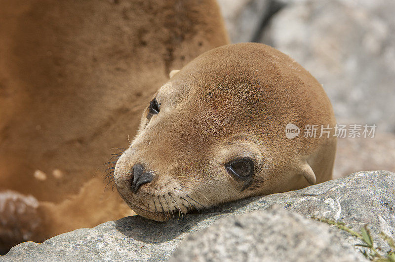 休养的野生海狮特写