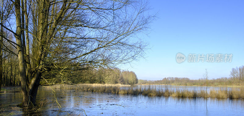 荷兰弗莱夫兰霍斯特伍德自然保护区的冬季景观