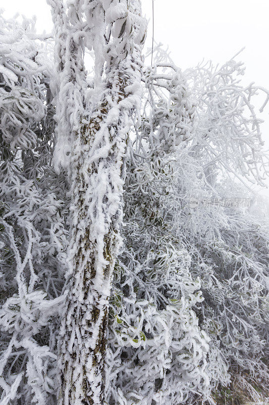 日落时，白雪覆盖了树木