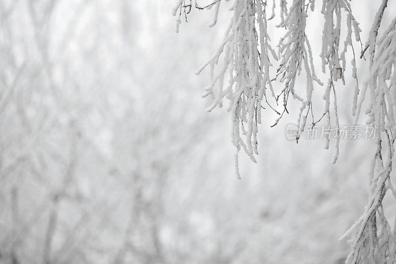 雪和霜覆盖了树枝