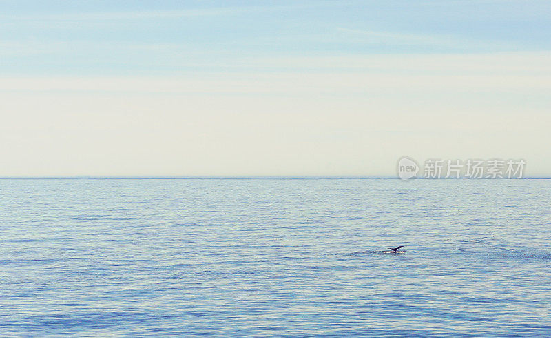 浩瀚的海洋风景，鲸鱼或海豚