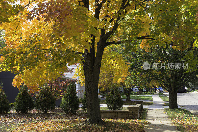 密歇根州的秋天的颜色