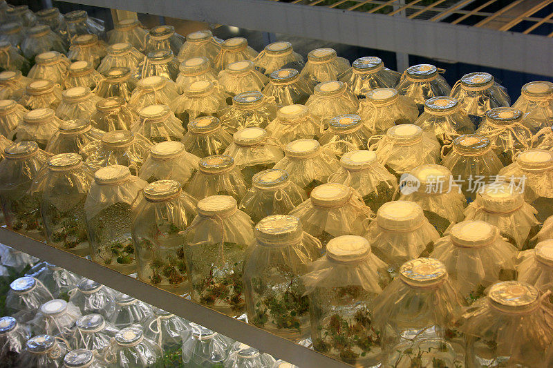 无菌室组织培养花，特写照片