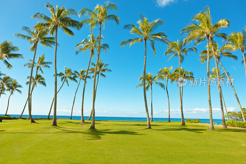美国夏威夷考艾岛热带岛上的椰子树