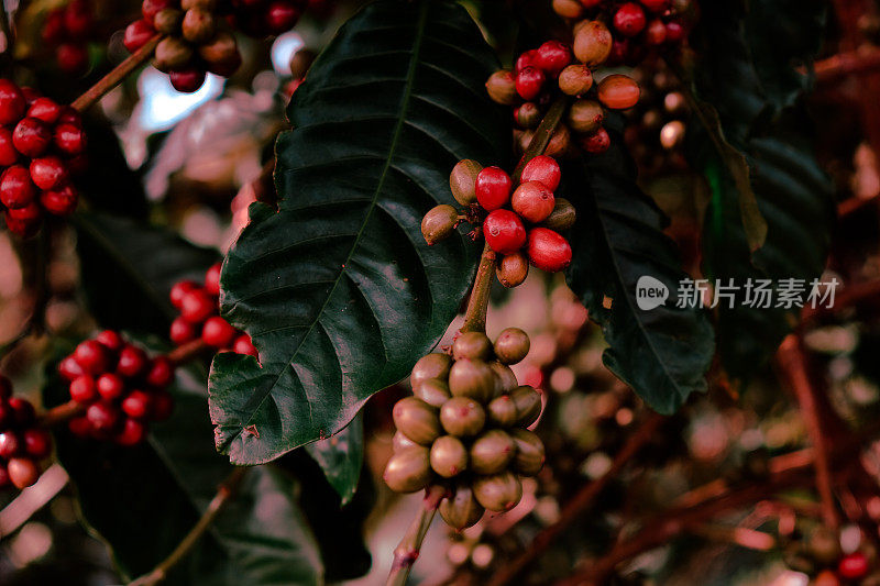 树枝上的咖啡樱桃