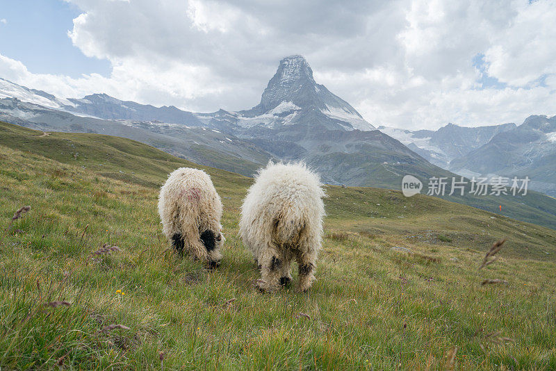 泽马特马特洪峰草地上的两只羊