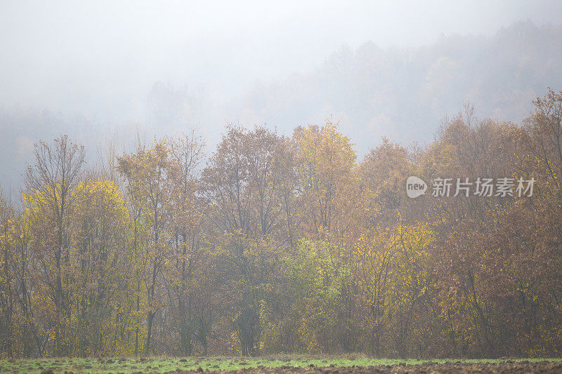 森林树木在多雾的秋天早晨天气