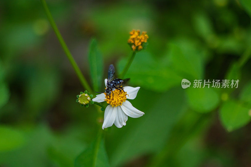 鬼针草,食蚜蝇