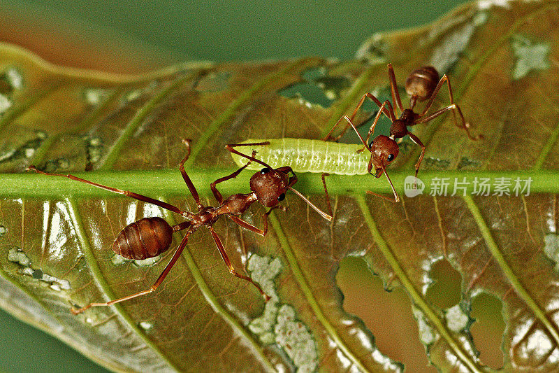 靠近被咬树叶上的两只蚂蚁和毛虫。