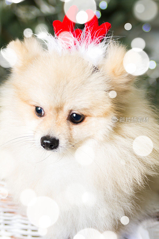 穿着圣诞服装的博美犬。狗年的概念