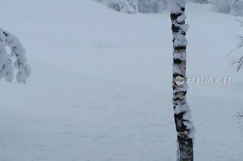 在欧洲阿尔卑斯山脉，冰雪覆盖的冬季景观和森林