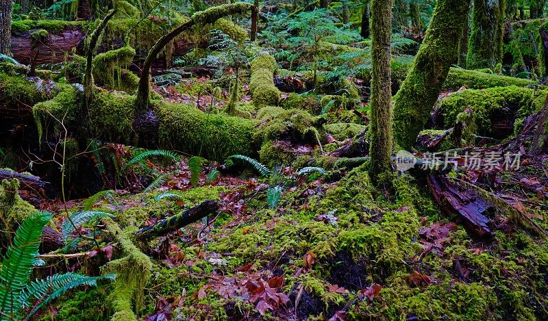 蛋白石溪荒野