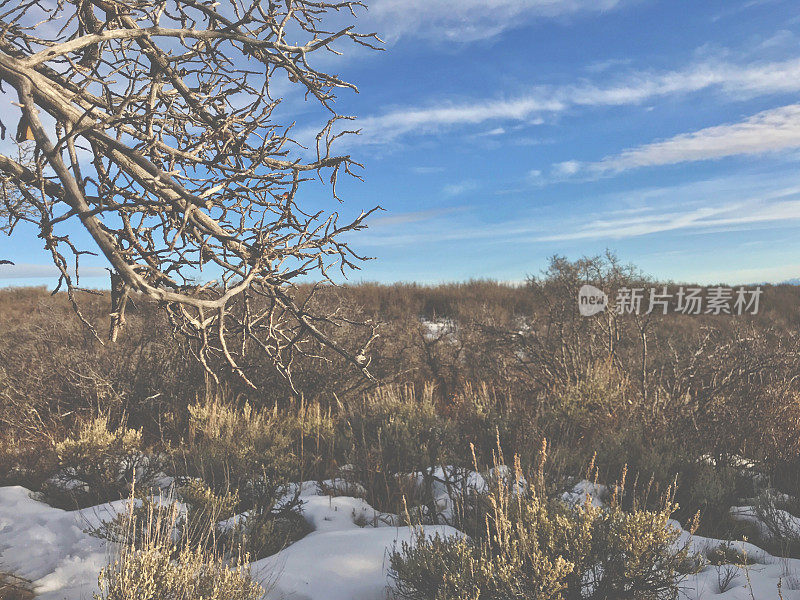 白色风景-科罗拉多州西部高海拔冬季降雪