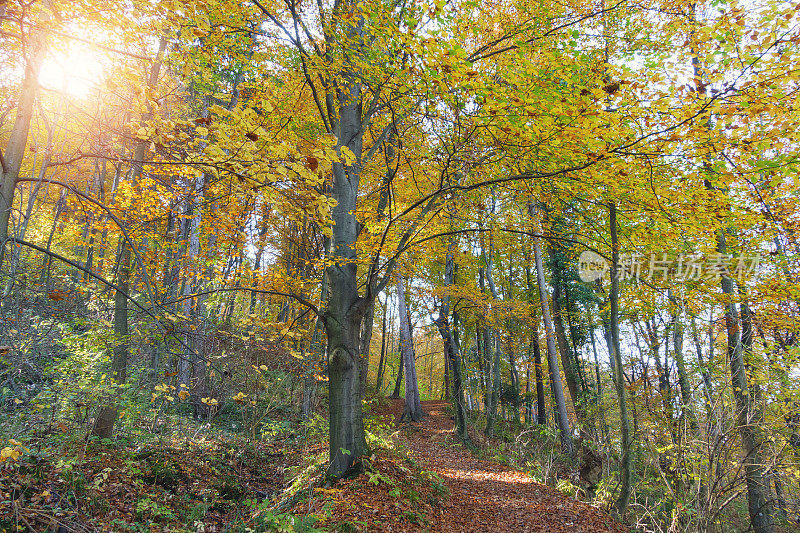 秋天的森林小径