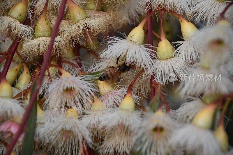 蜜蜂从花中吸取花蜜