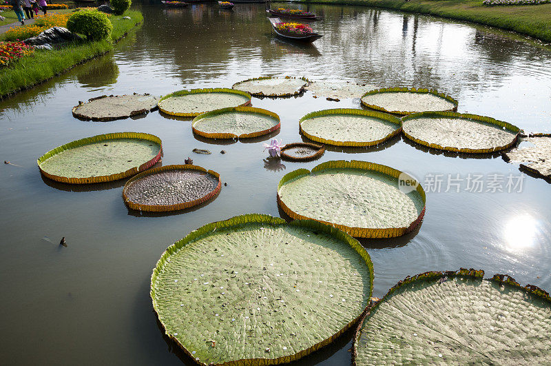 睡莲的叶子在国王拉玛九公园在曼谷，泰国