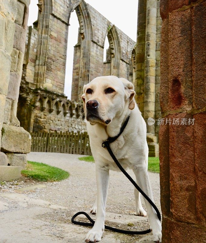 拉布拉多寻回犬正在探索教堂废墟