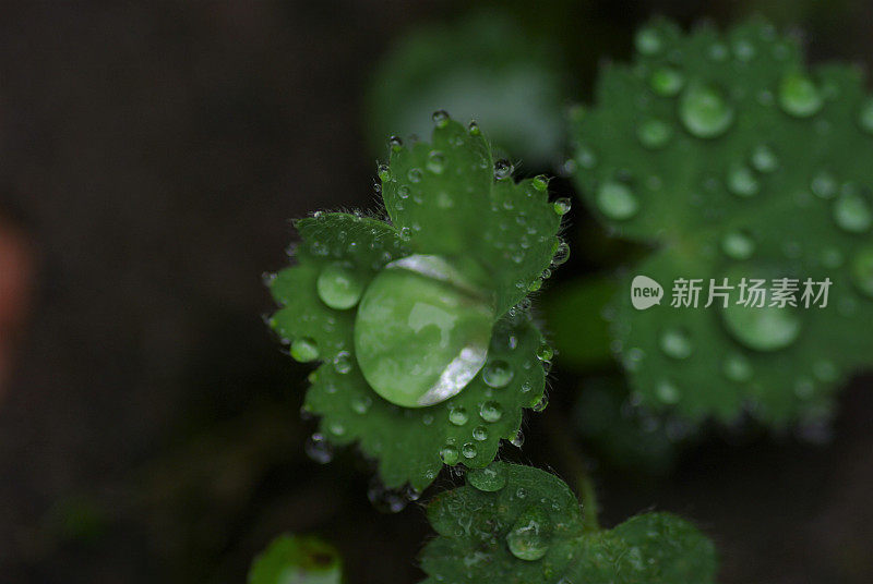 滴在夫人的披风叶