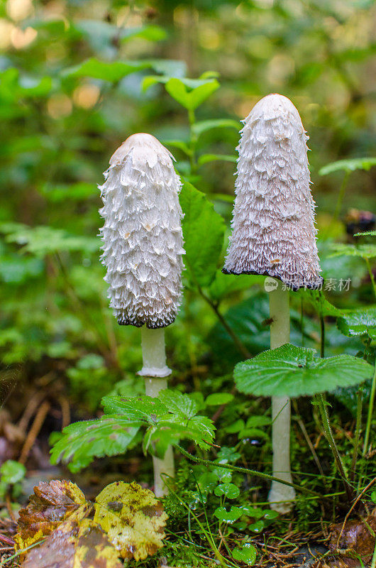 毛绒绒墨帽(鸡腿肉)