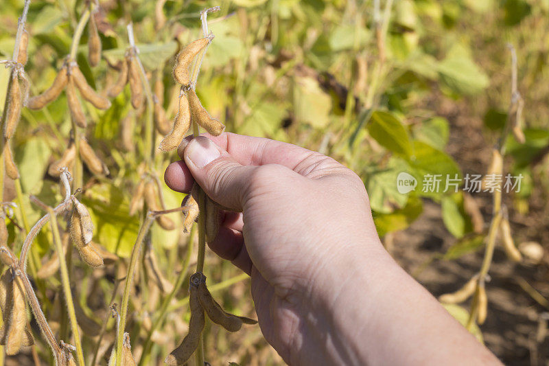 成熟的豆荚在户外的田间。个人观点。