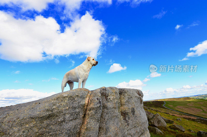 在英国乡间探险的拉布拉多寻回犬