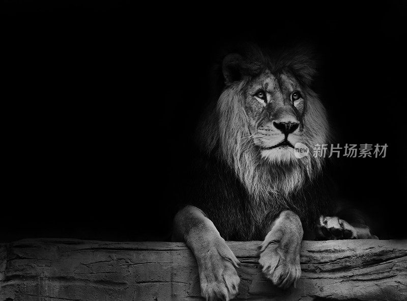 黑白海报狮子
