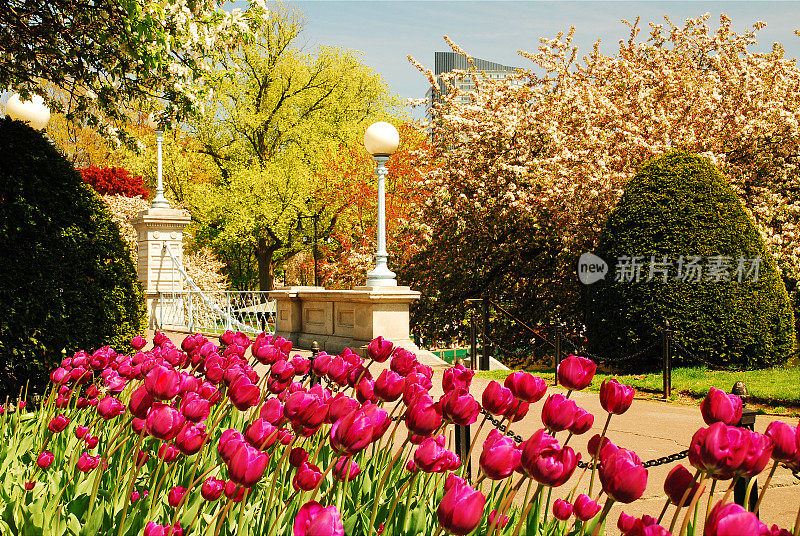 波士顿公共花园盛开的郁金香