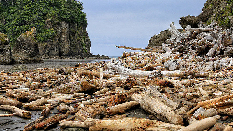 红宝石海滩，漂流日志，奥林匹克国家公园，太平洋海岸，华盛顿